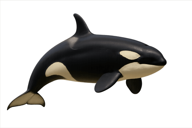 Orca swimming