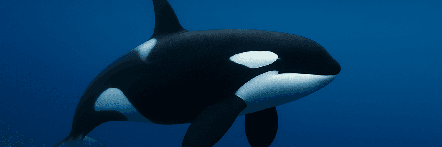 Background wallpaper for current crisis